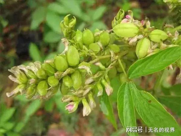 千斤拔这种植物听起来很带劲